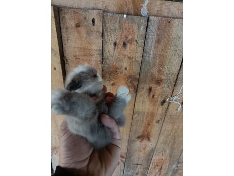 Safkan hollanda lop tavşan yavruları