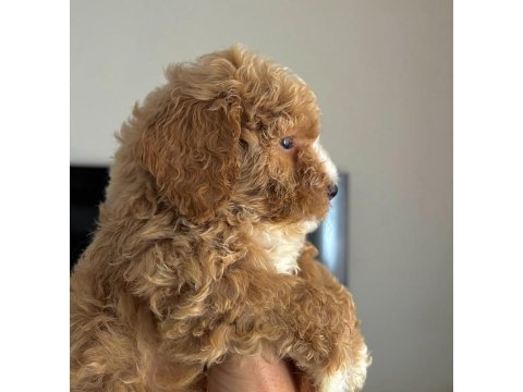 A kalite poodle ayarında kahverengi maltipoo