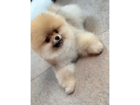 Üretim çiftliğinden efsane ayı surat pomeranian