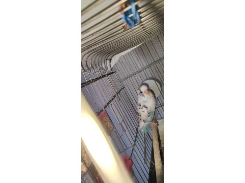 Hazır kurulu yumurtalı çift muhabbet kuşu