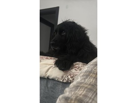 Ömürlük yuvasını arayan asil cocker kız leydi