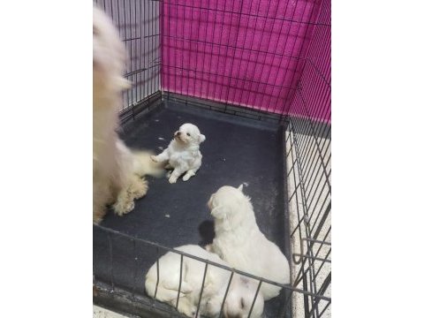 Sahiplendirme maltese yavru