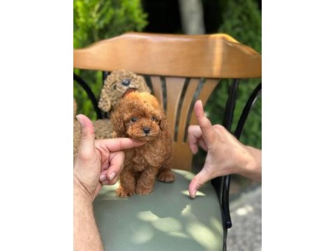 Kg garantili kore toy poodle yavrularımız