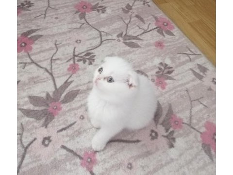 Beyaz scottish fold yavru