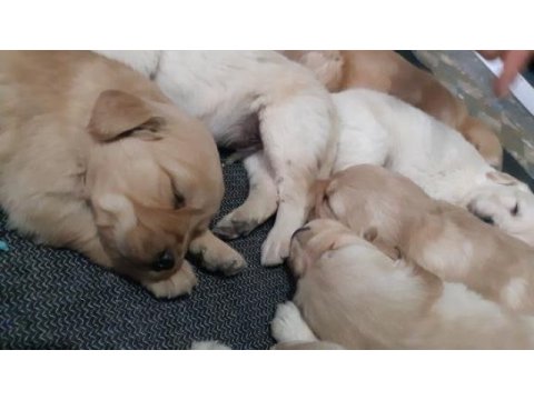 Minik goldenlarımız sahiplerini arıyor