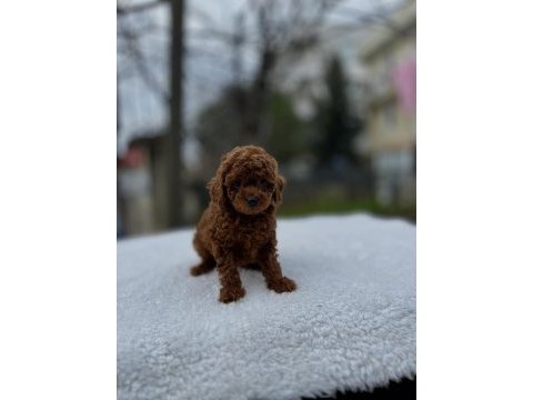 Kore ve toy poodle teacup bebekler