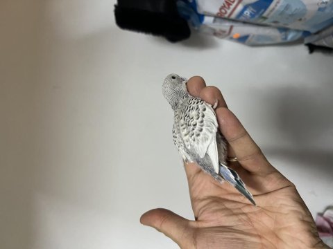 Ele alıskın yeni yeme düşmüş özel ırklar