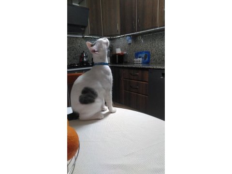 8 aylık erkek tekir kedimiz