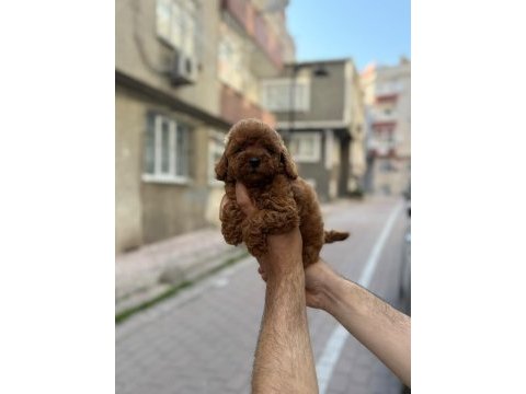 Sağlık ve ırk garantili toy poodle köpeği