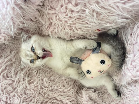 Scottish fold yavru kedimiz