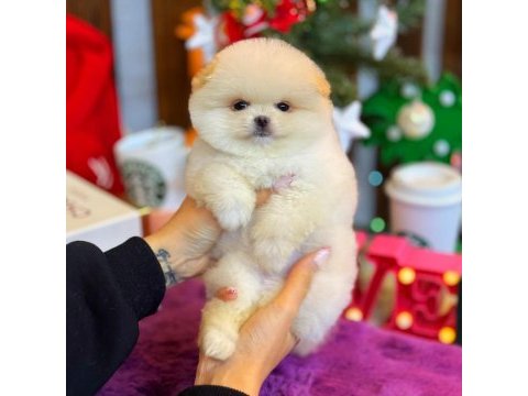 Üst kalite pomeranian bebeklerimiz