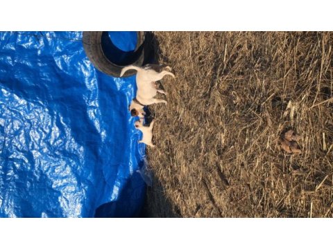 30 günlük jack russell yavrularımız