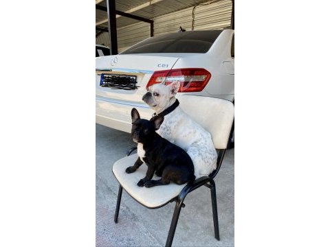 French bulldog karneli