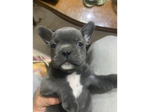 Orjinal blue french bulldog bebekler