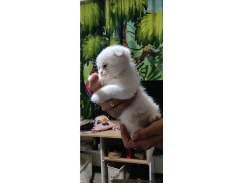 Anne baba saf kan aşılı kedimiz