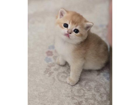 Safkan mükemmel golden british shorthair yavrular
