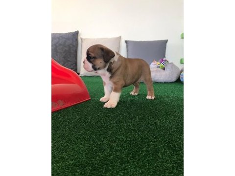 Petmode köpek çiftliğinden englis bulldog