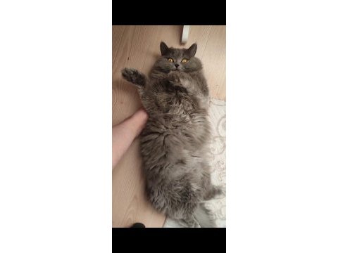 British longhair kedisi