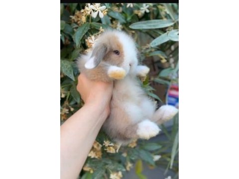 Hollanda mini lop cüce tavşanlar her ile gönderim