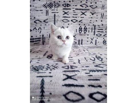 Şampiyon atalardan scottish fold yavrular