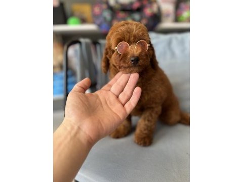 Red brown dişi poodle yavrumuz