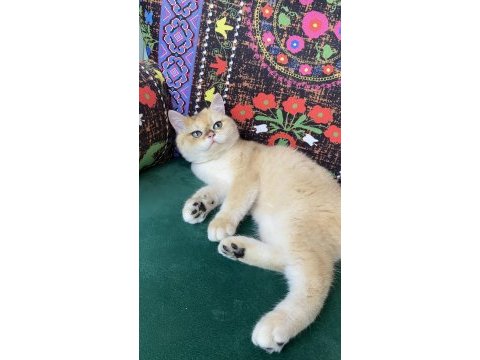 Safkan golden yavru kedimiz