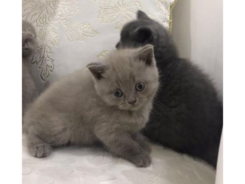 Safkan lilac açık gri dişi scottish ailesini arıyor