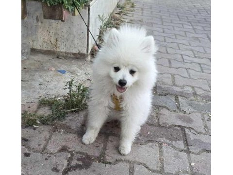Kar beyaz pomeranian dişi