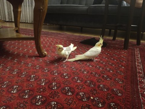Sultan papağanı 2 adet