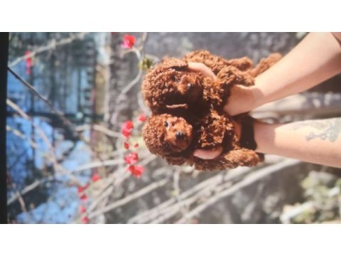 Kore toy poodle bebekler