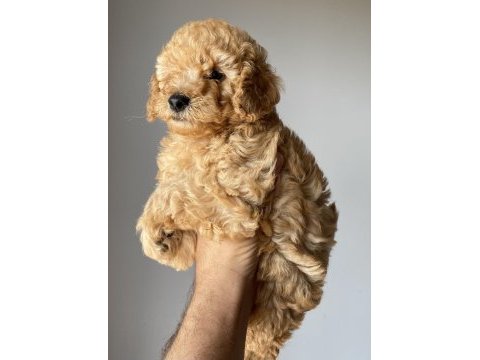 Toy poodle yavrularımız yeni yuvalarını arıyor