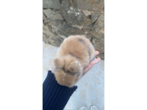Minik cüce yavru tavşanımız