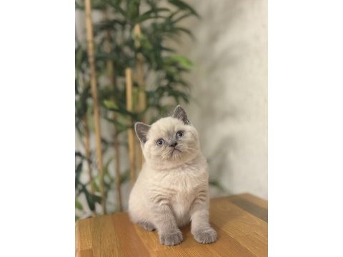Ayı surat brıtısh shorthair blue point yavrular 