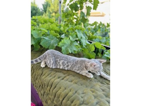 Silver bengal kedisi 3 aylık