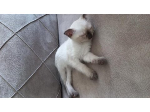 Tatlı siyam kedisi bebişimiz
