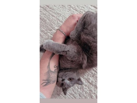 Güzeller güzeli british shorthair kusursuz yavrumuz