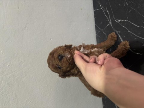 Toy poodle kore kan orjinal