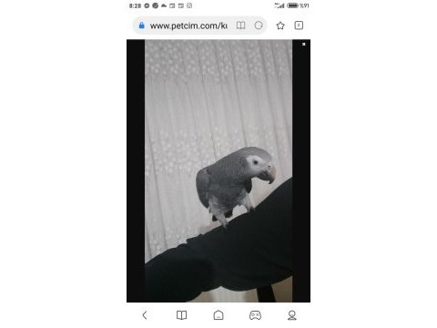 Uysal dişi jako papağanı 5 yaşında