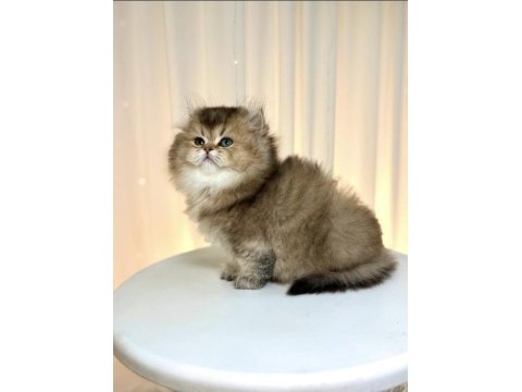 British longhair golden yavrumuz