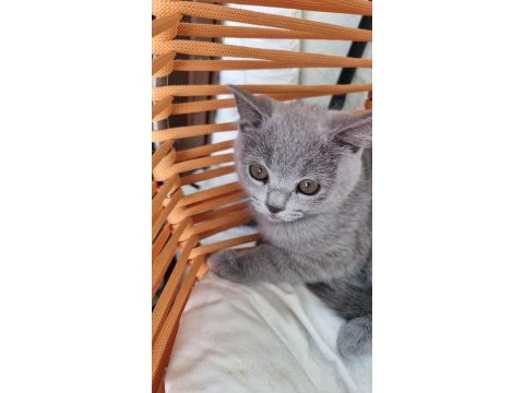 Minnoş saf ırk british shorthair