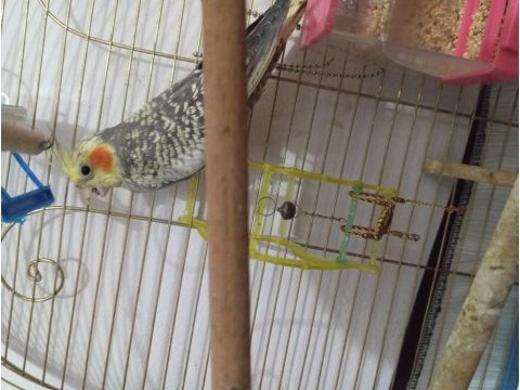 2 tane sultan papağanı takas veya sahiplendirme
