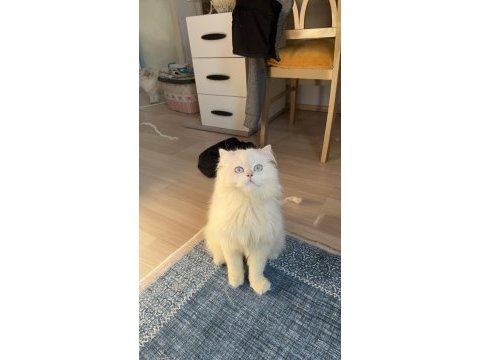 Sahiplendirme british longhair
