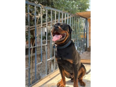 Full eğitimli rottweiler koca kafa erkek