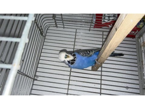 Çift muhabbet kuşu yuvalık ve 2 kafes ile verilecektir