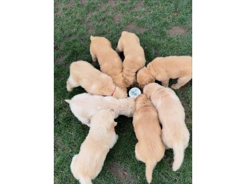 Golden retriever yavruları 