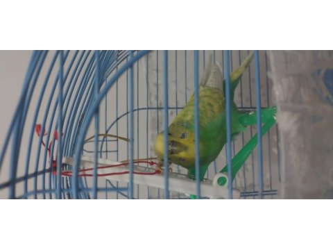 Adi fıstık yeşil renk ve konuşkan muhabbet kuşu
