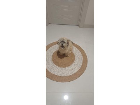 Shih poo yavrumuz