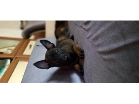 Bursadan malinois yavrularımız