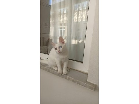 Van kedisi acil sahiplendirme
