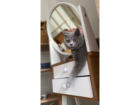 British shorthair 1,5 yaşında kedimiz